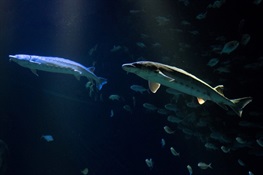 New York Aquarium Receives 5 Endangered Atlantic Sturgeon  To Educate Public About Imperative to Prevent Its Extinction